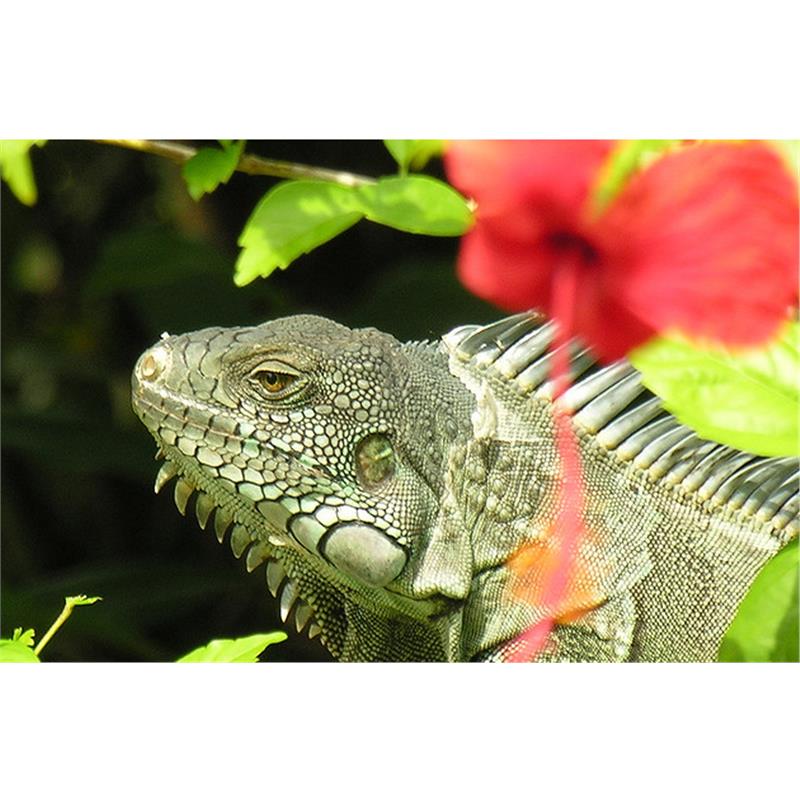 Iguana verde (Iguana iguana) - imagine 5